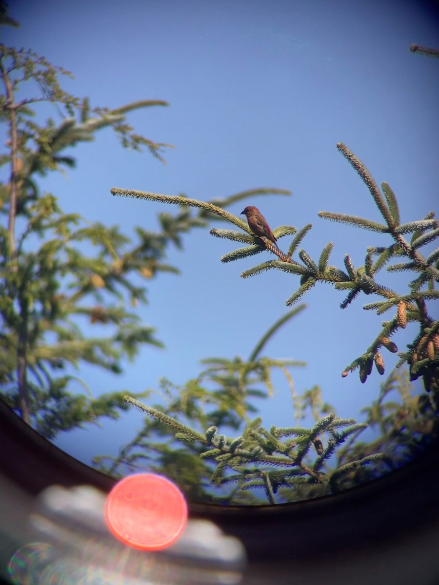 Red Crossbill - ML365350821