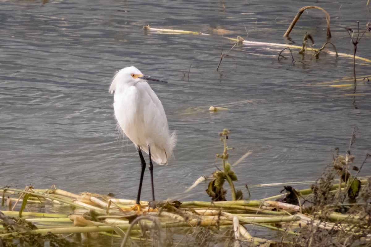 Snowy Egret - ML365350961