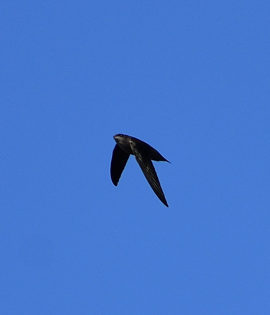 Chimney Swift - Ken Feng