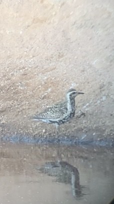 Pacific Golden-Plover - ML365352871