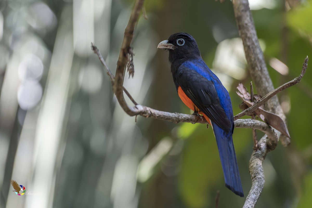 Trogon de Baird - ML365352931