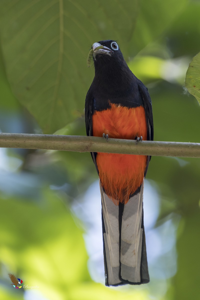 Trogón de Baird - ML365352951