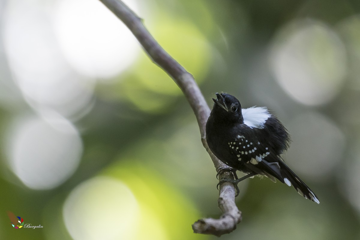 Dot-winged Antwren - ML365352961