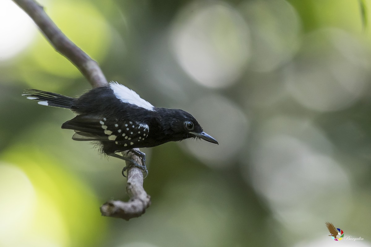 Dot-winged Antwren - fernando Burgalin Sequeria