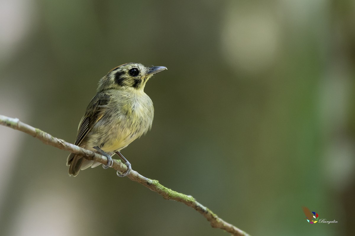 Golden-crowned Spadebill - ML365353241