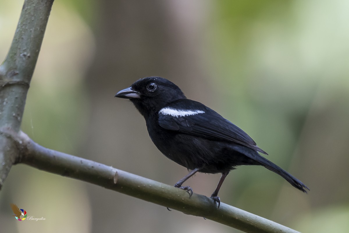 White-shouldered Tanager - fernando Burgalin Sequeria