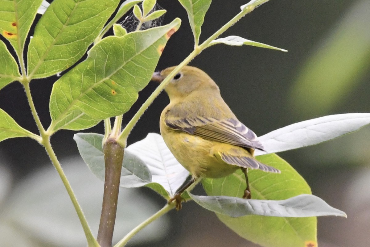 Yellow Warbler - ML365356891