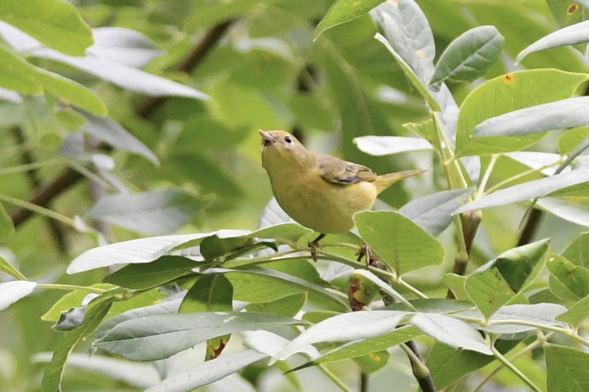 Yellow Warbler - ML365356901