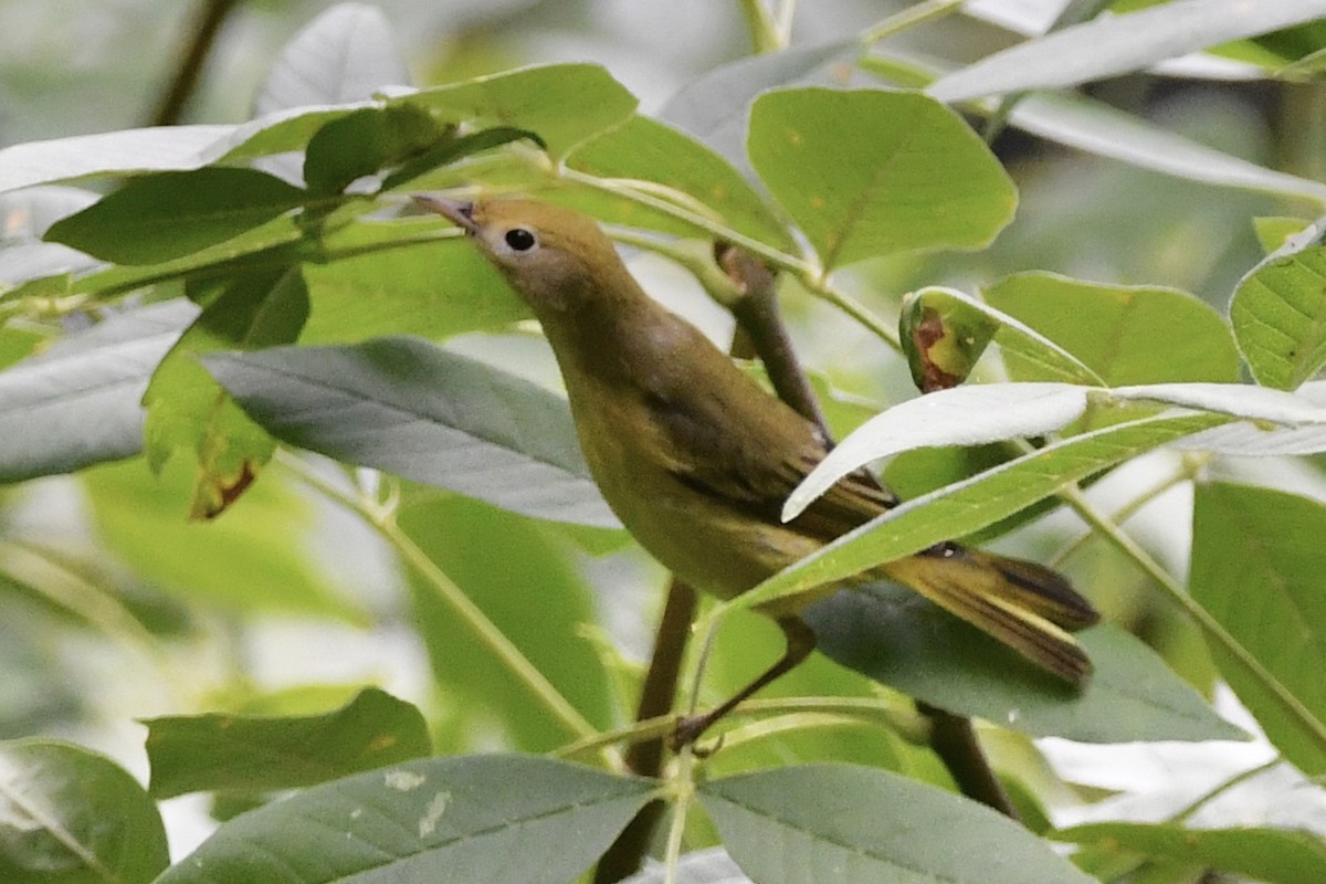 Yellow Warbler - ML365356921