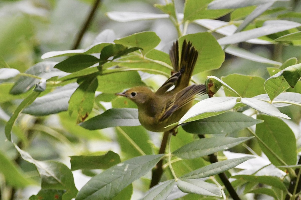 Yellow Warbler - ML365356931