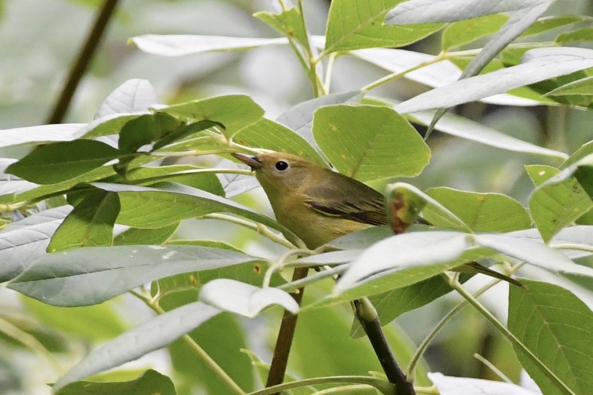 Yellow Warbler - ML365356941