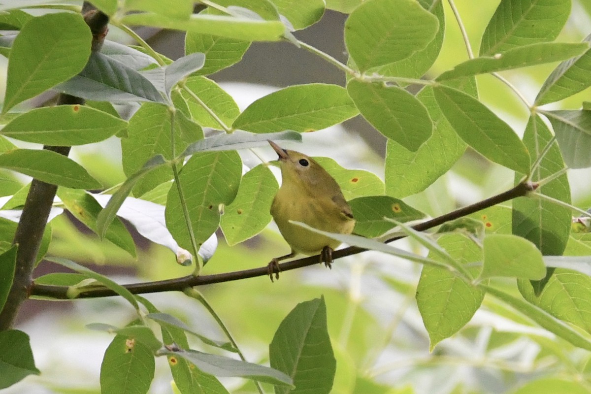 Yellow Warbler - ML365356951