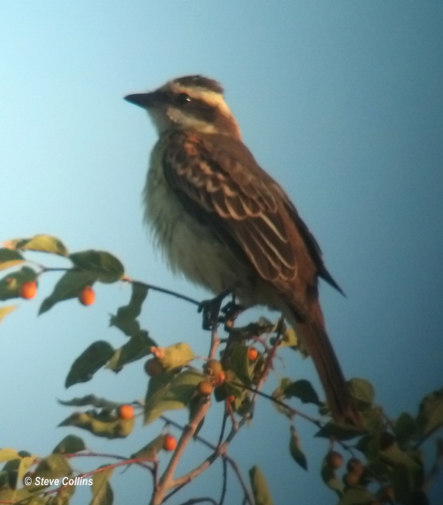 Piratic Flycatcher - Steve Collins