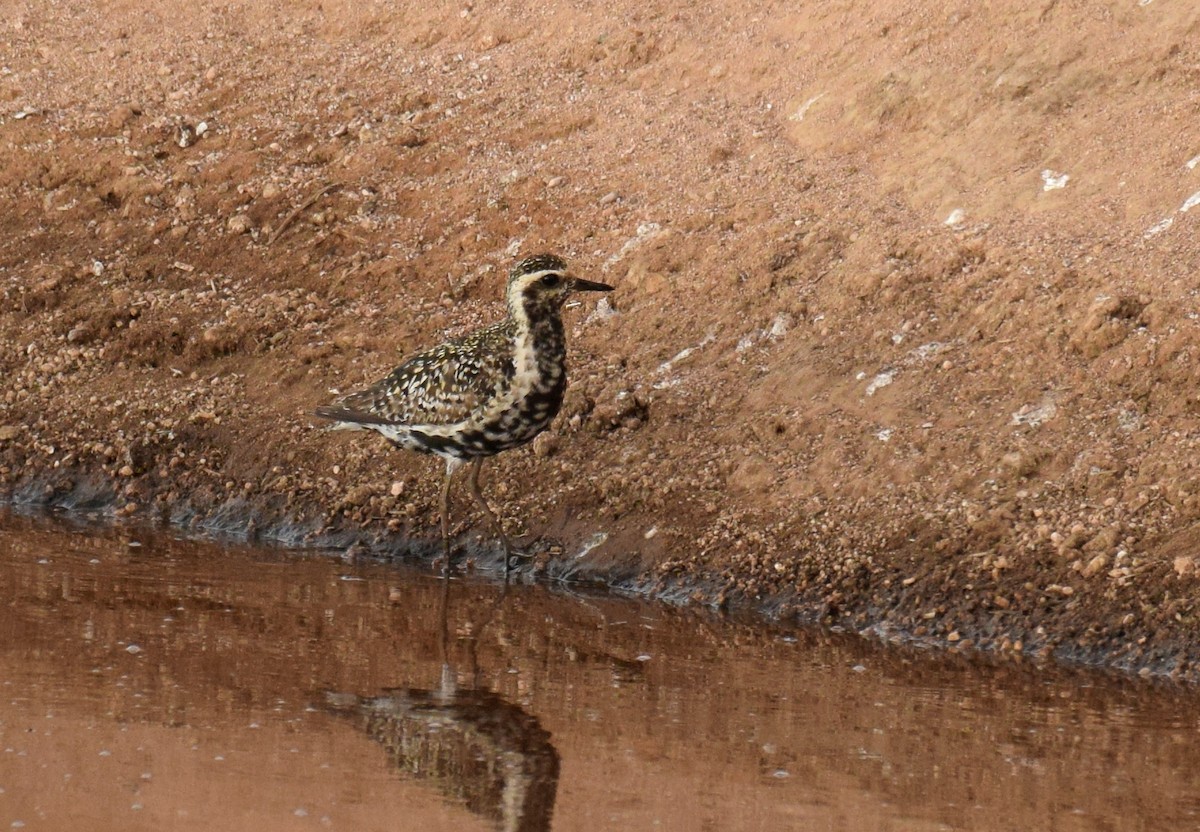 Chorlito Dorado Siberiano - ML365358811