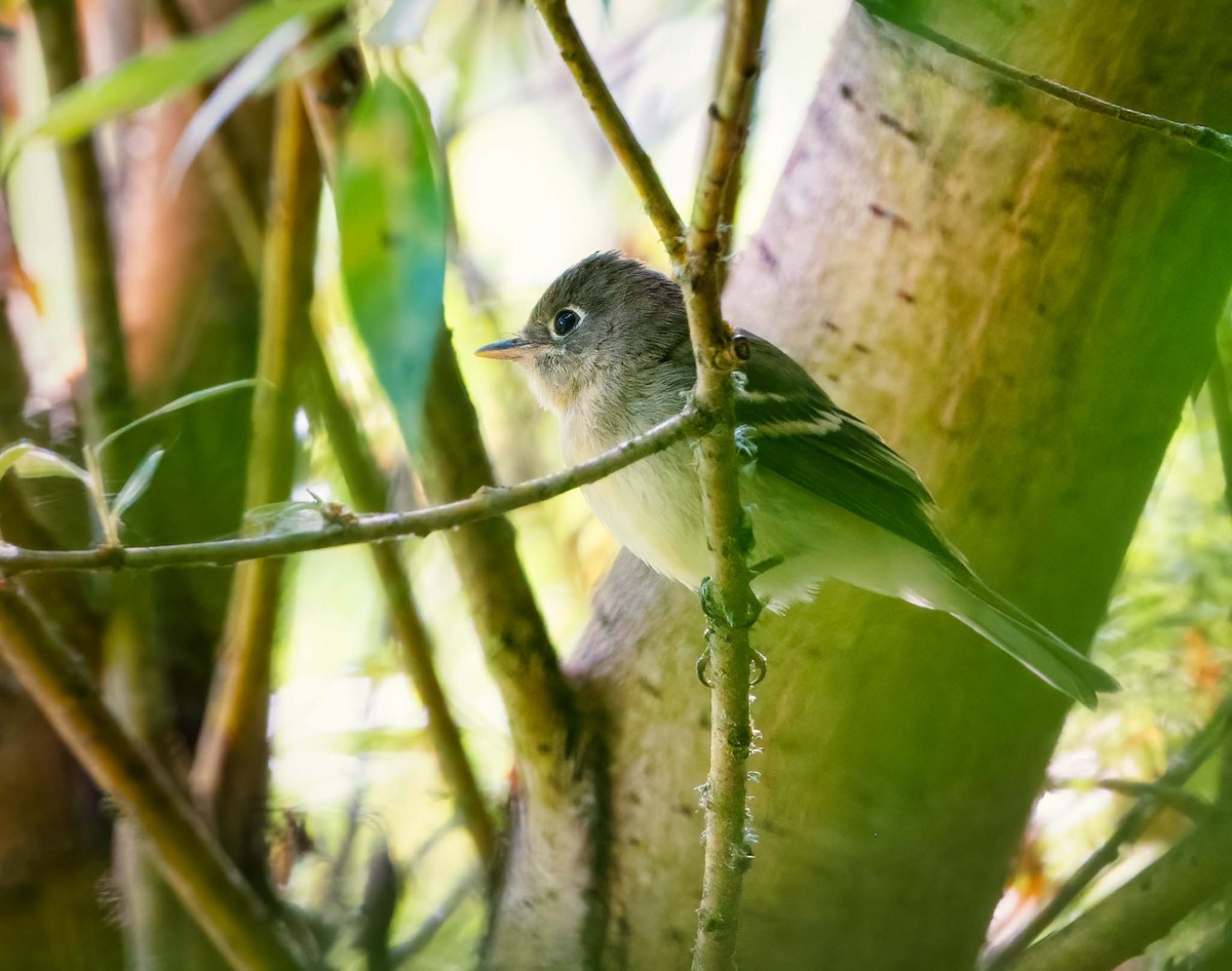 Western Flycatcher (Pacific-slope) - ML365358931