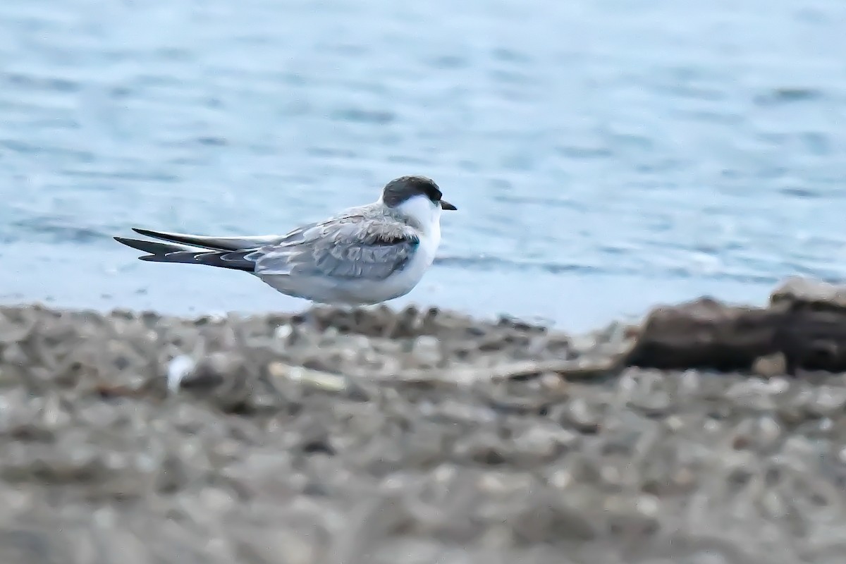 Least Tern - ML365359031