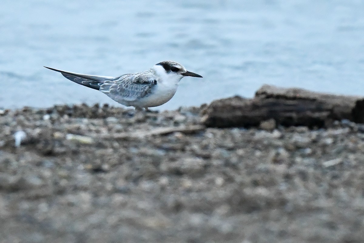 Least Tern - ML365359041