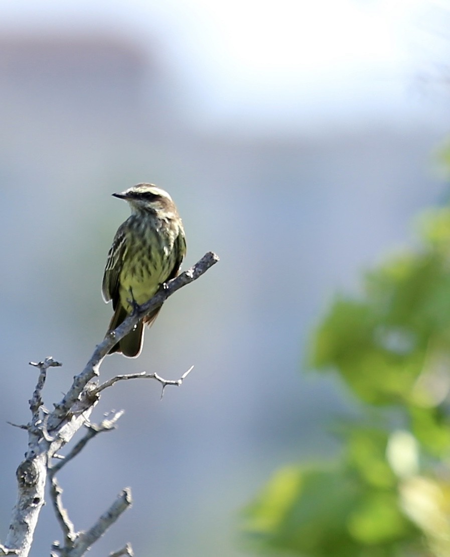 Variegated Flycatcher - ML36535911
