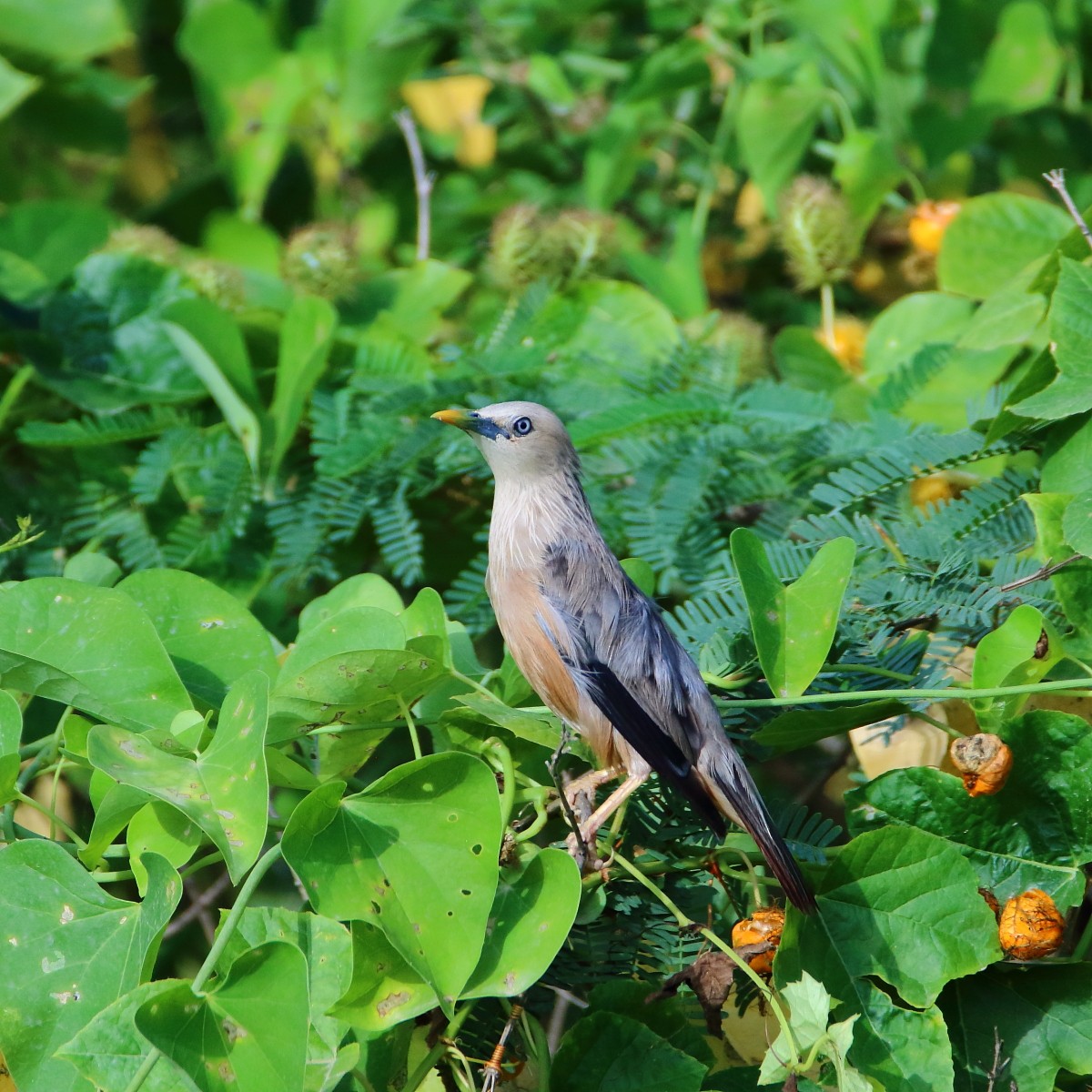 Chestnut-tailed Starling - ML365359801