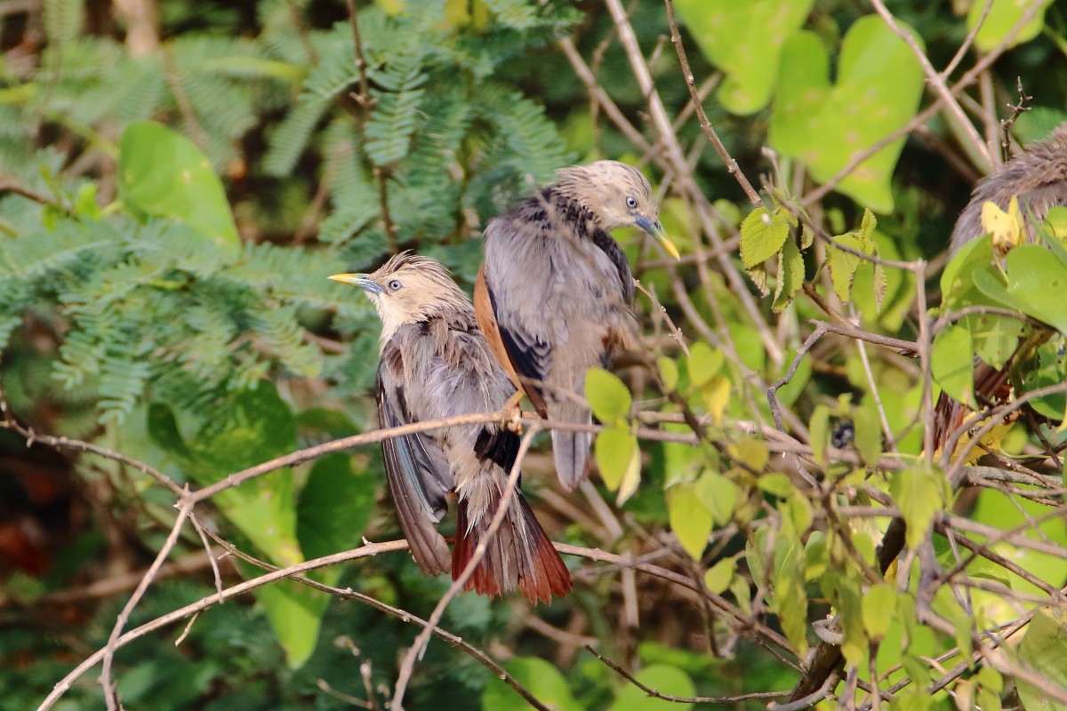 Chestnut-tailed Starling - ML365359861