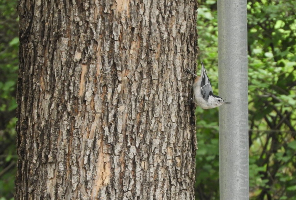 White-breasted Nuthatch - ML365360041