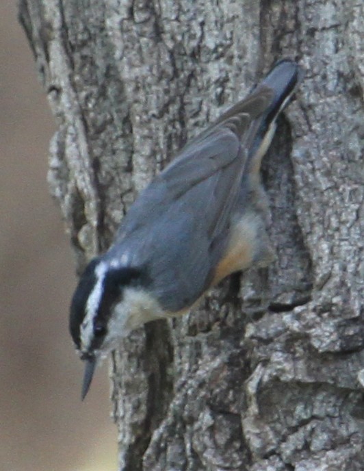 ムネアカゴジュウカラ - ML36536031