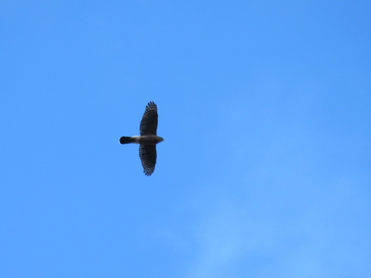 Cooper's Hawk - ML36536071