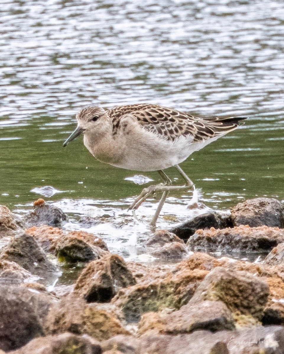 流蘇鷸 - ML365360871