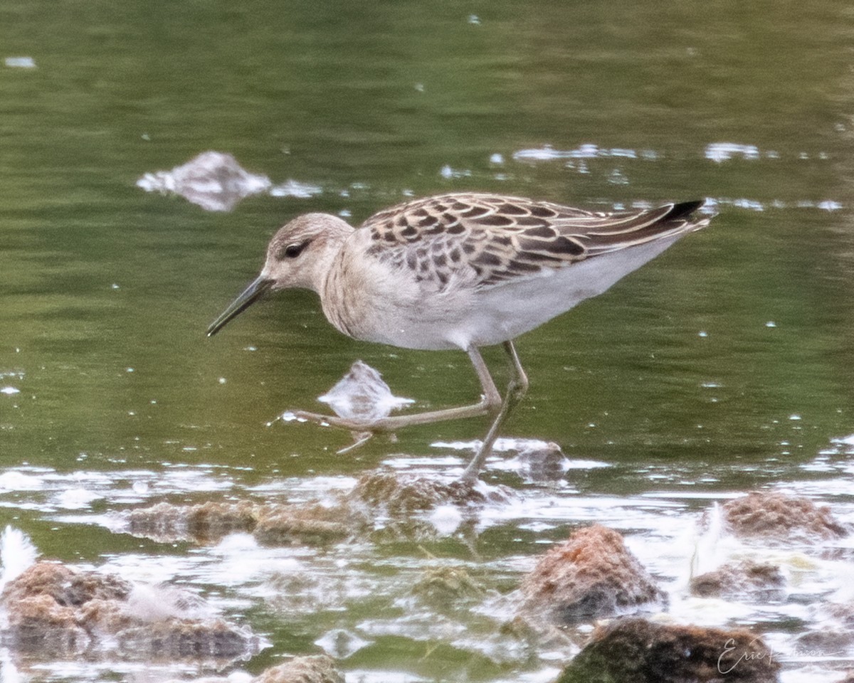 Kampfläufer - ML365360891