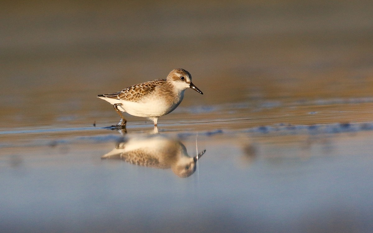 Semipalmated Sandpiper - ML365362881