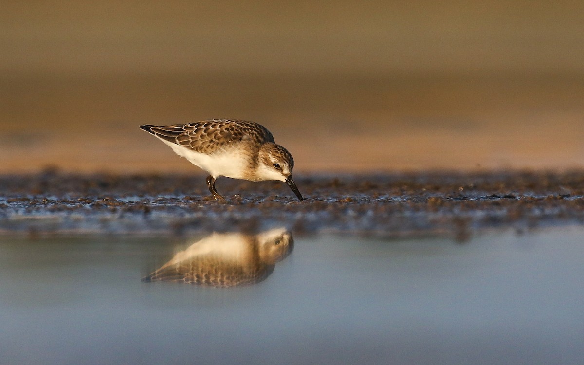 Semipalmated Sandpiper - ML365362901