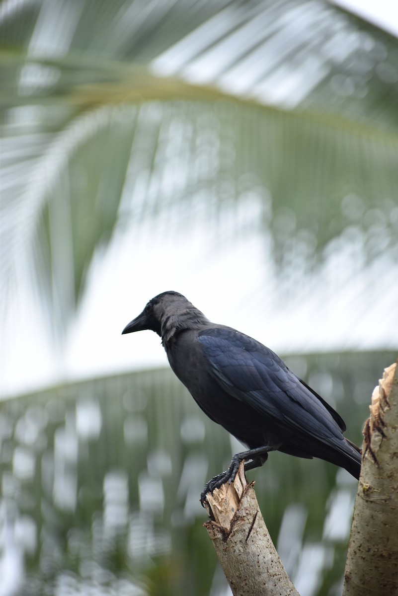 House Crow - ML365366491