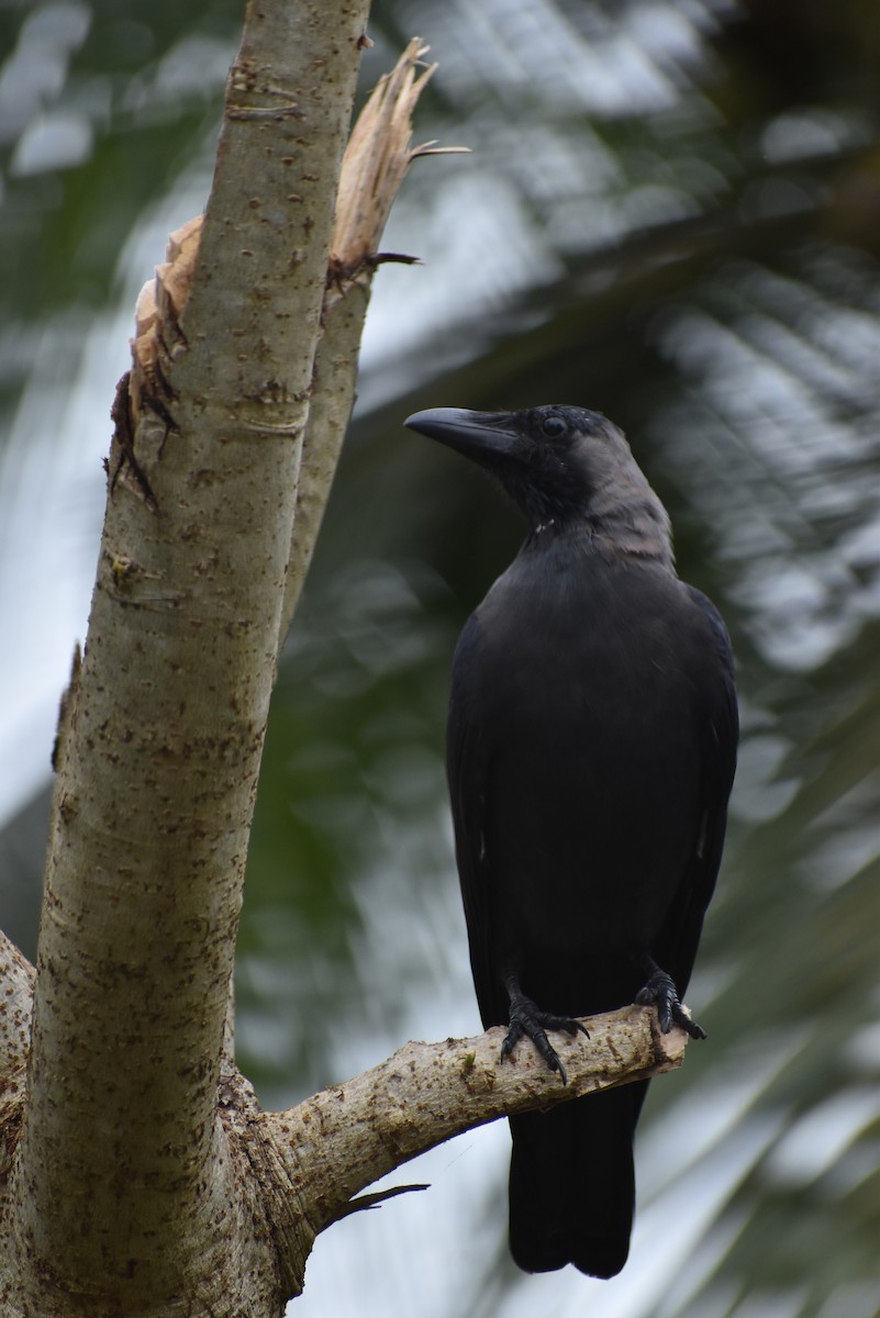 House Crow - ML365366511