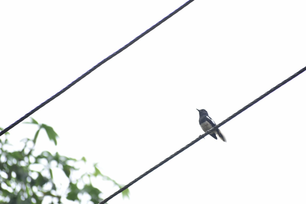 Oriental Magpie-Robin - ML365366741