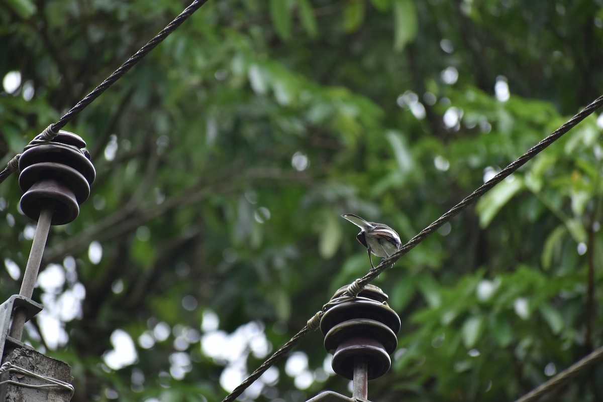 Oriental Magpie-Robin - ML365366781