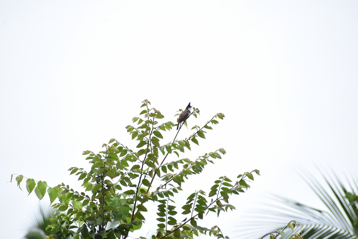 Red-whiskered Bulbul - ML365366841