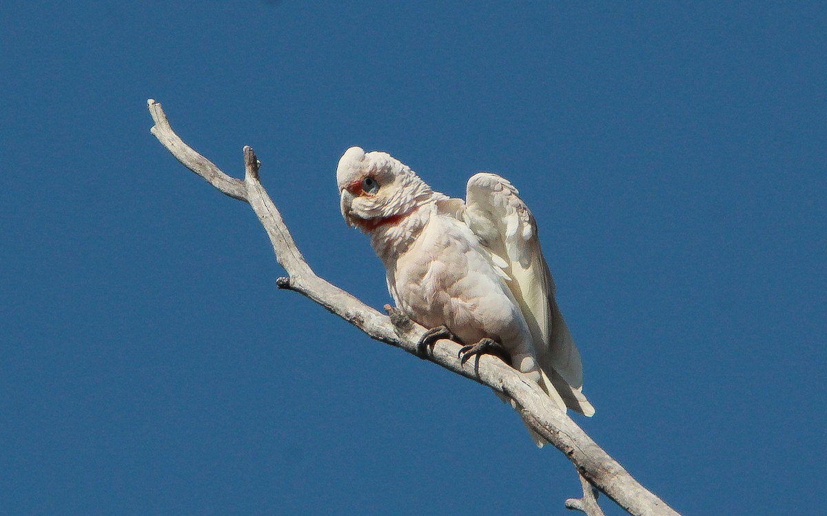 Long-billed Corella - Sandra Gallienne