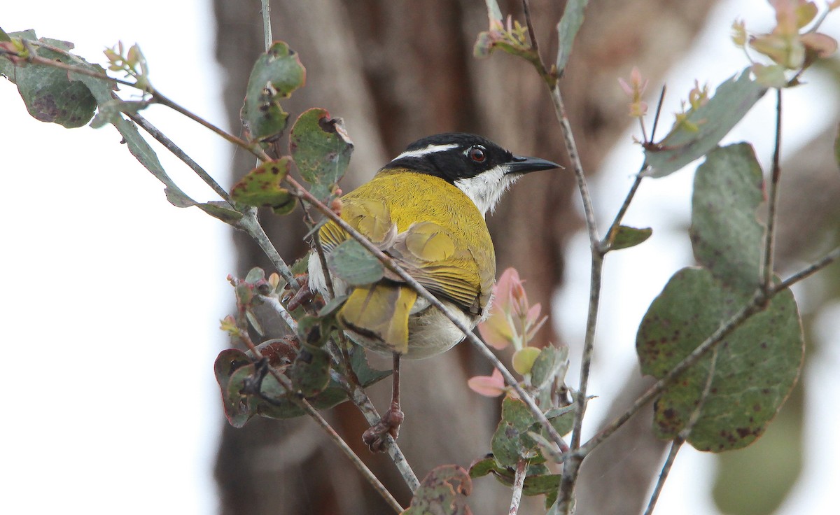 White-throated Honeyeater - ML365366931