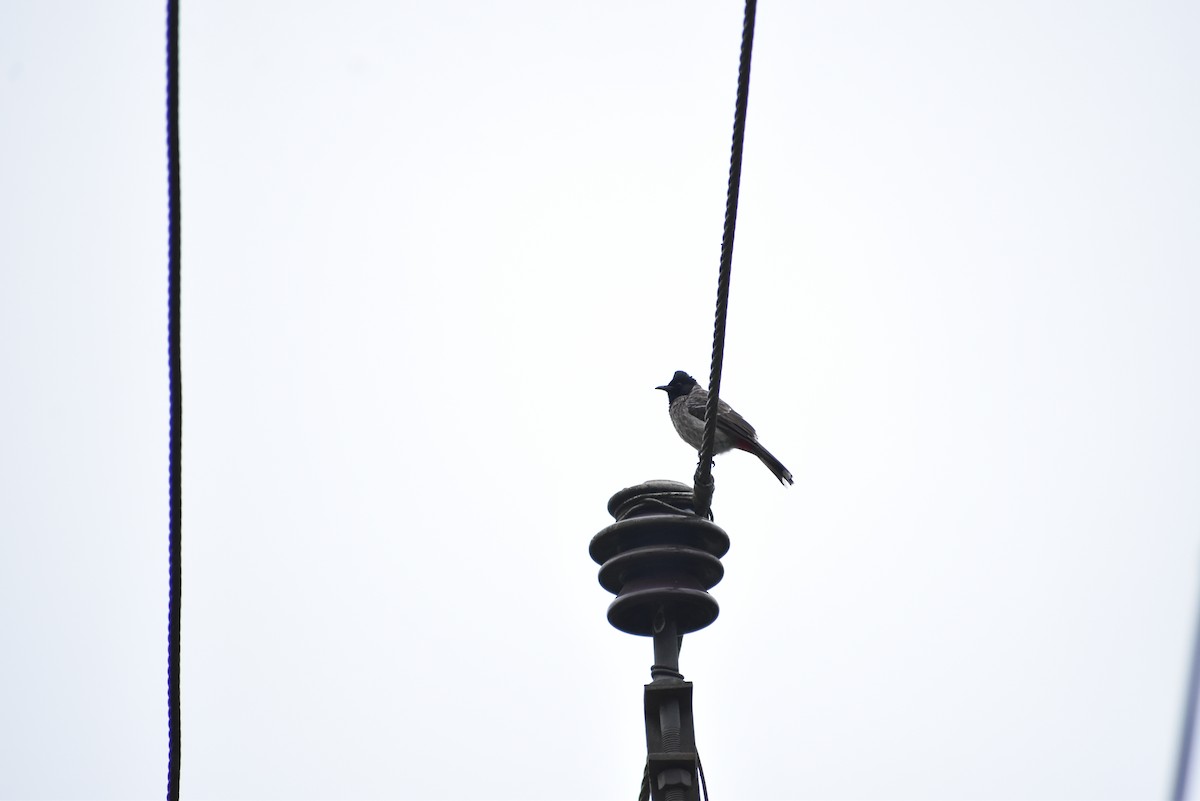 Red-vented Bulbul - ML365367411