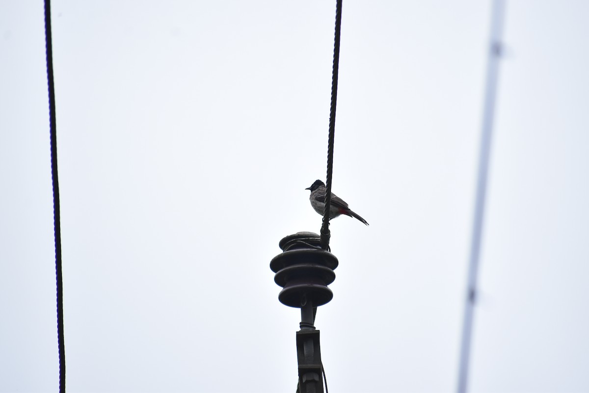 Red-vented Bulbul - ML365367431