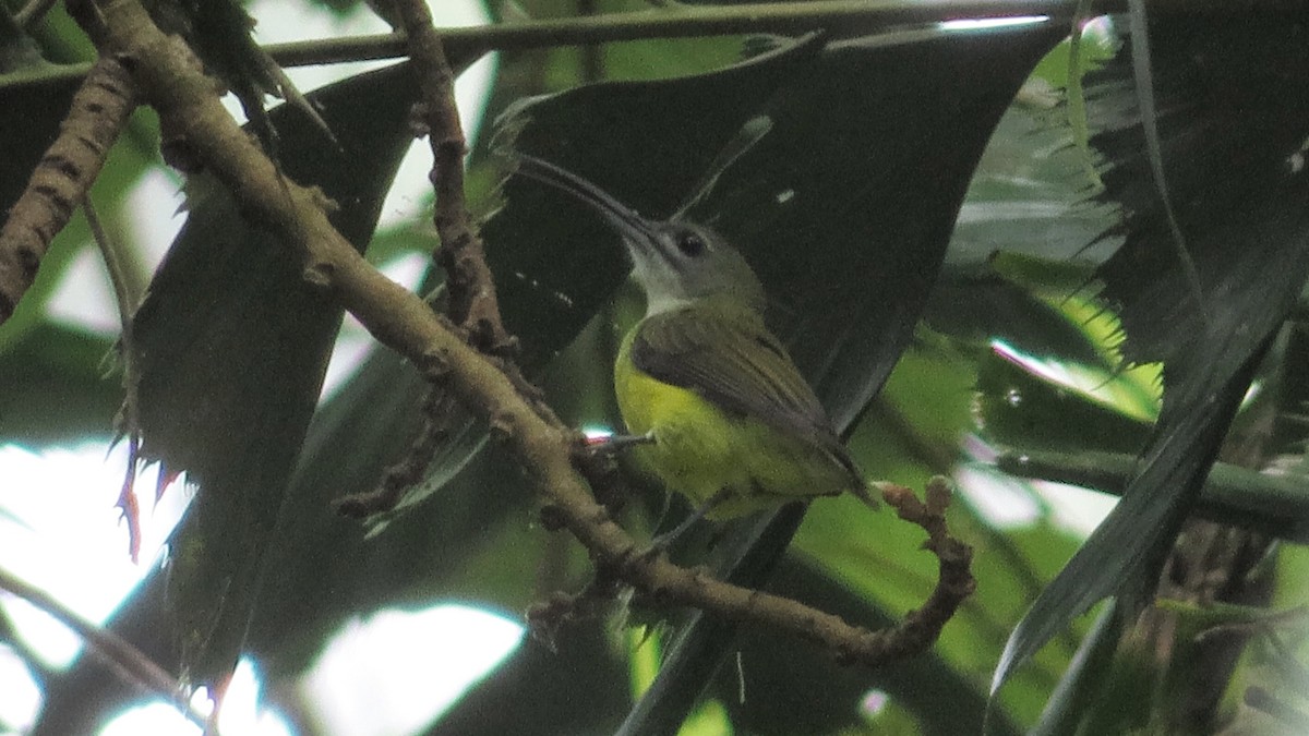 Little Spiderhunter - ML365369441
