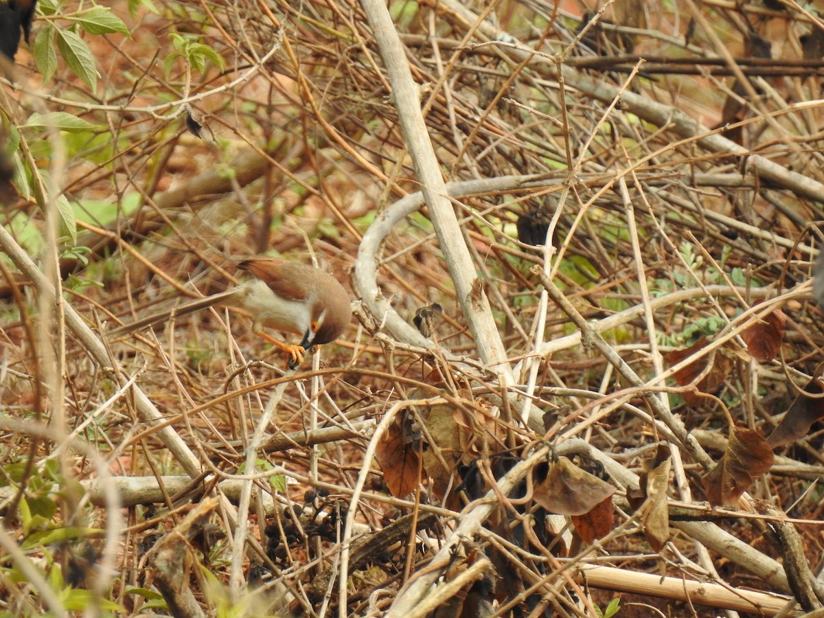 Yellow-eyed Babbler - ML365369851