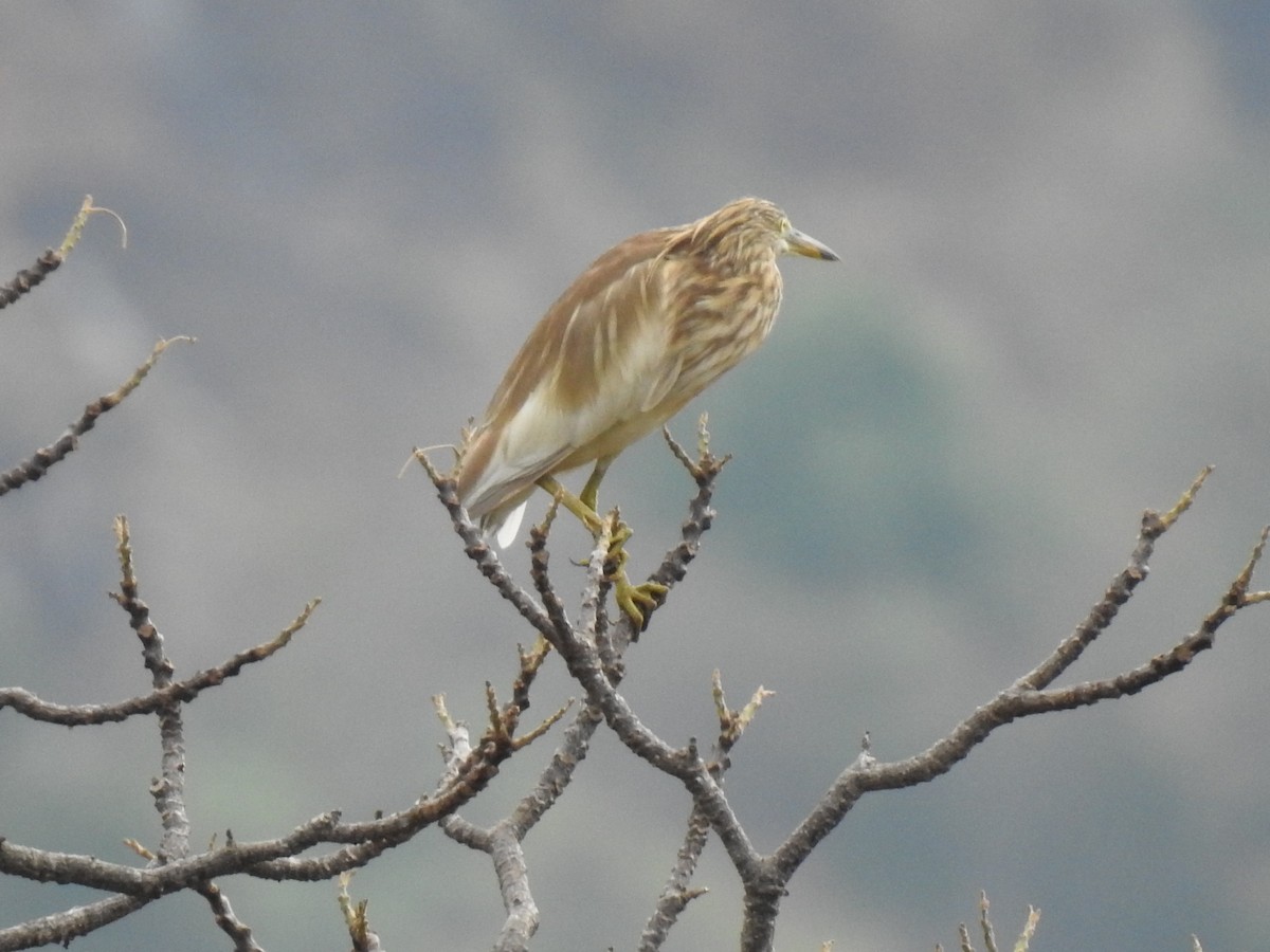 Indian Pond-Heron - ML365370021