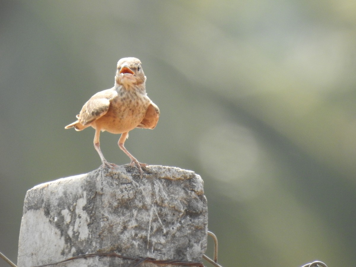 Rufous-tailed Lark - ML365370271