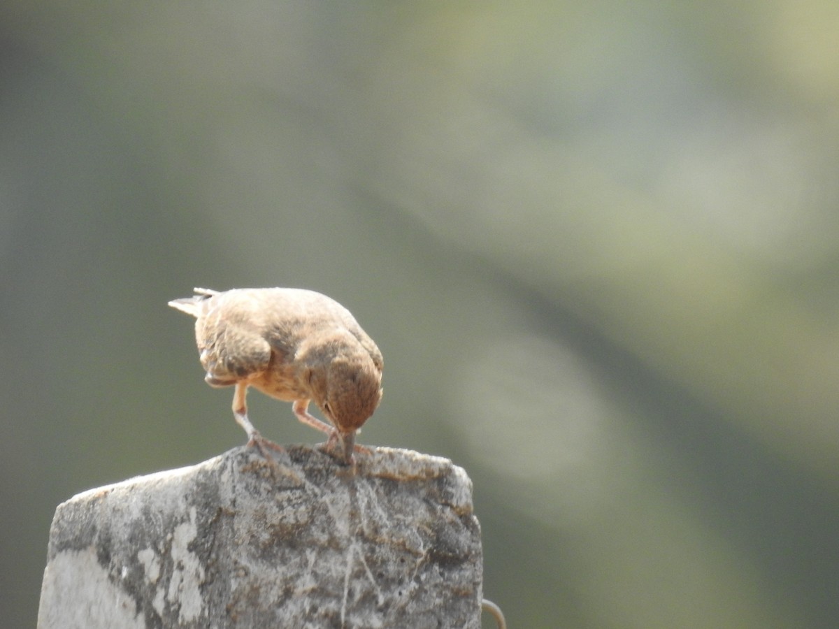 Rufous-tailed Lark - ML365370311