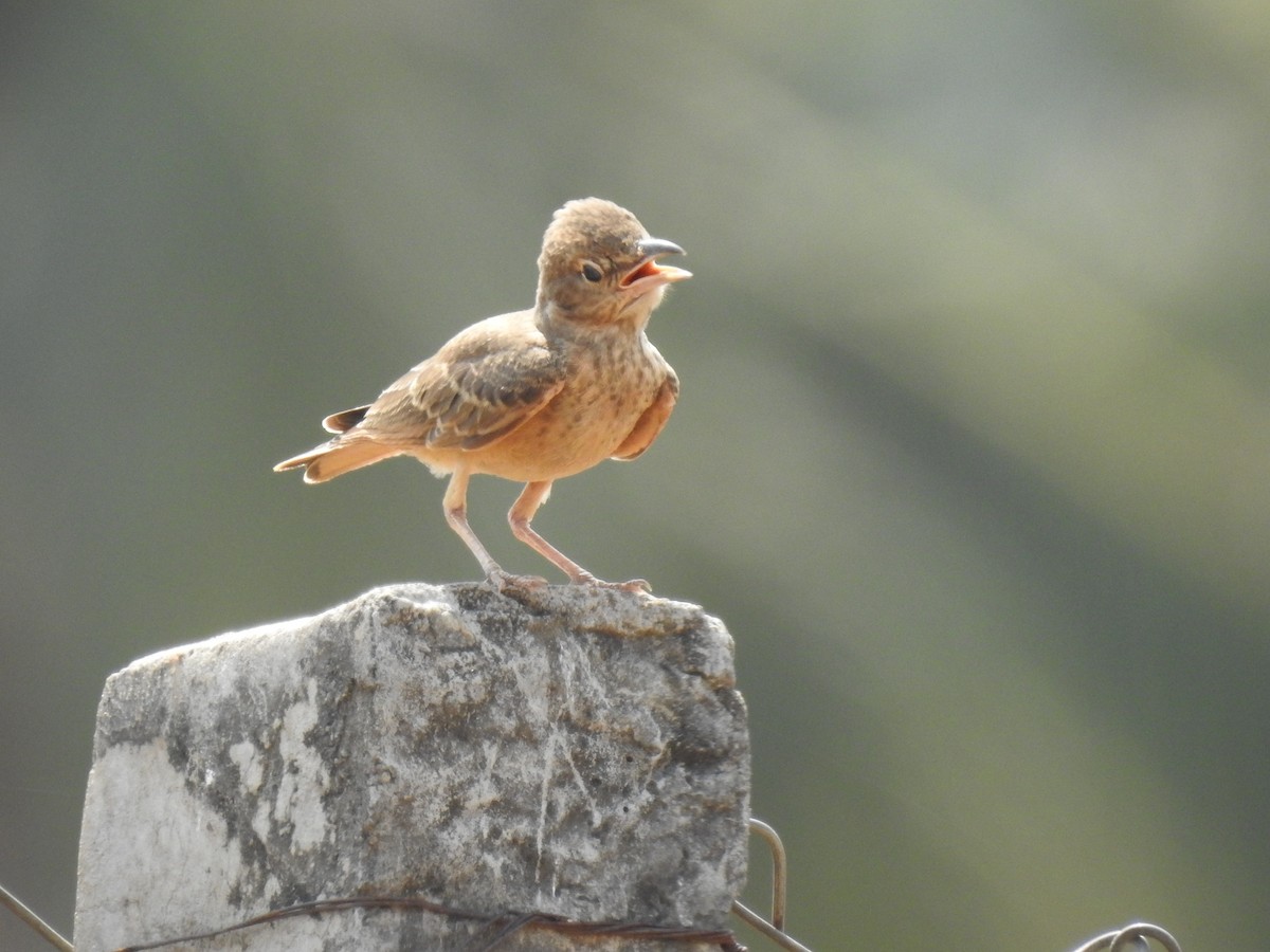 Rufous-tailed Lark - ML365370361