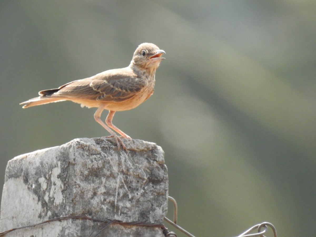 Rufous-tailed Lark - ML365370371