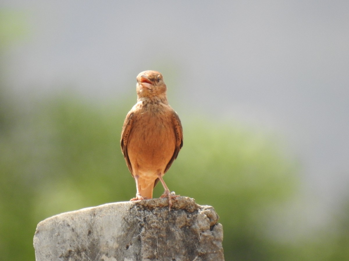 Rufous-tailed Lark - ML365370401