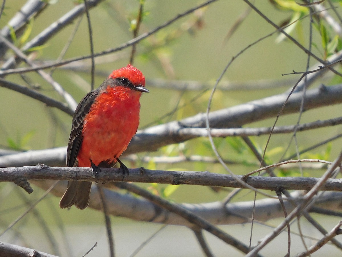 Vermilion Flycatcher - Yanina Romero