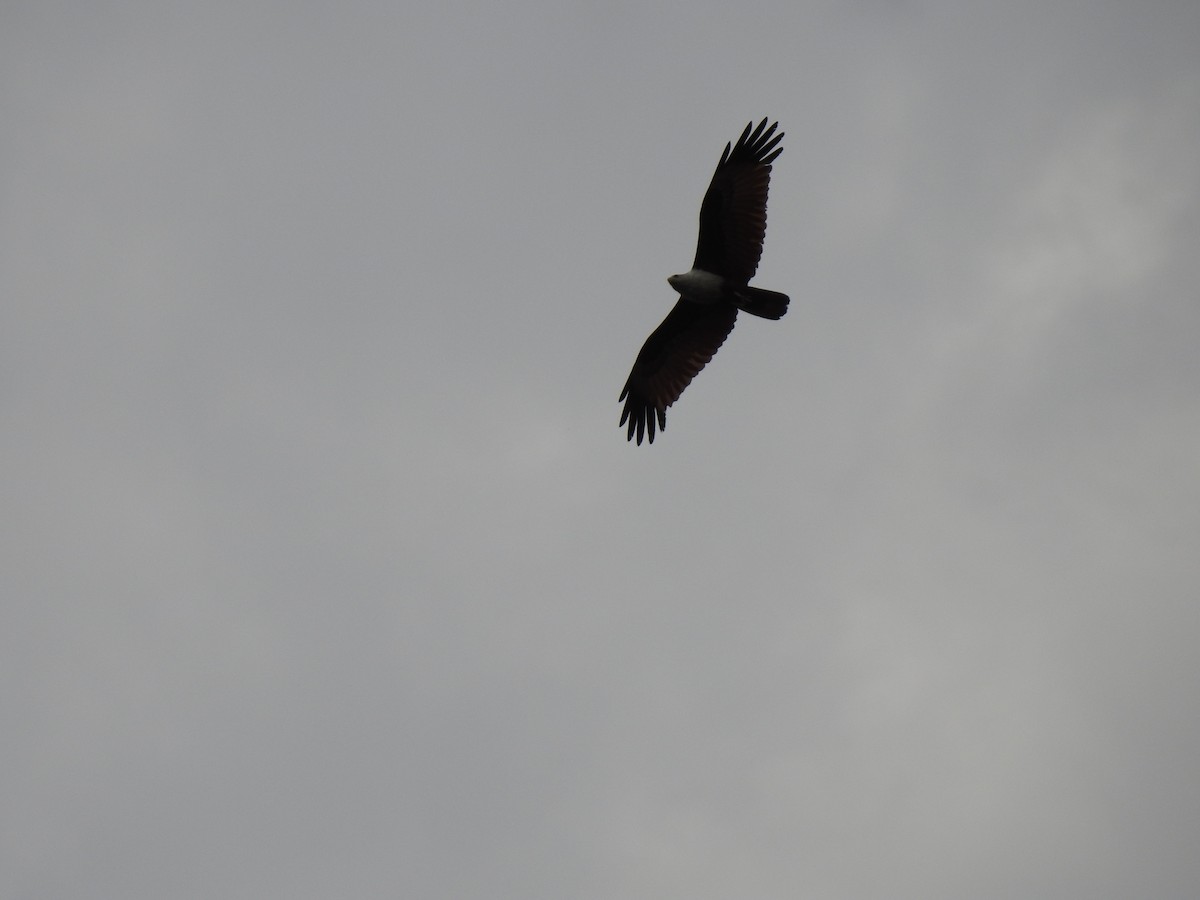 Brahminy Kite - ML365371531